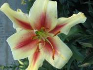 Квіти у дворах