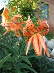 Квіти у дворах