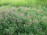 Н.Булатецькі картинки