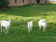 Моменти із села