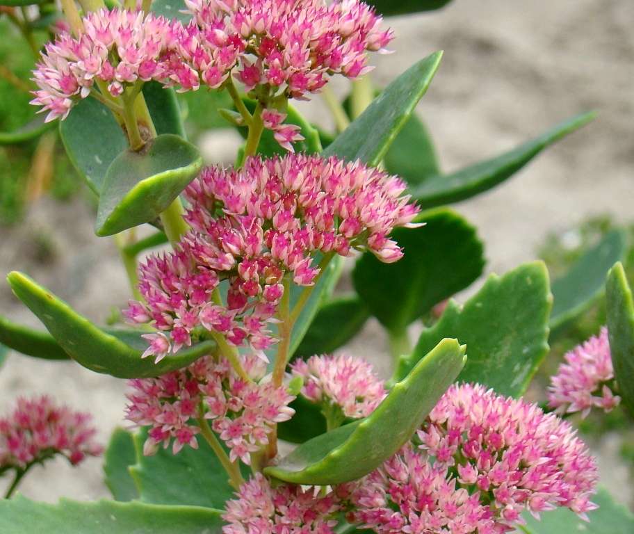 Квіти - Гільці