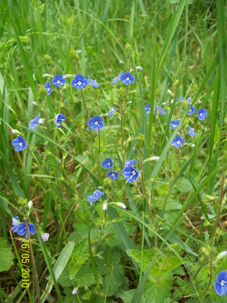 заповідник - Ковбащина