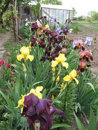 Квіти у дворах - Нижній Булатець