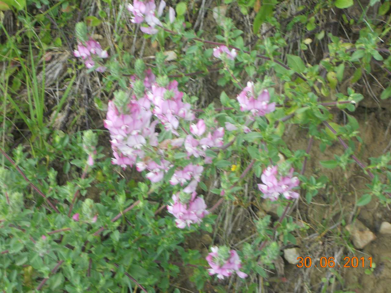 Маленька Швейцарія-2 - Опака