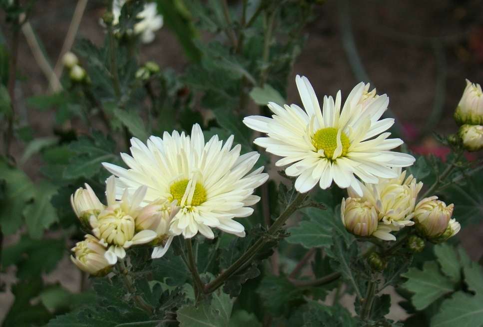 Квіти - Гільці