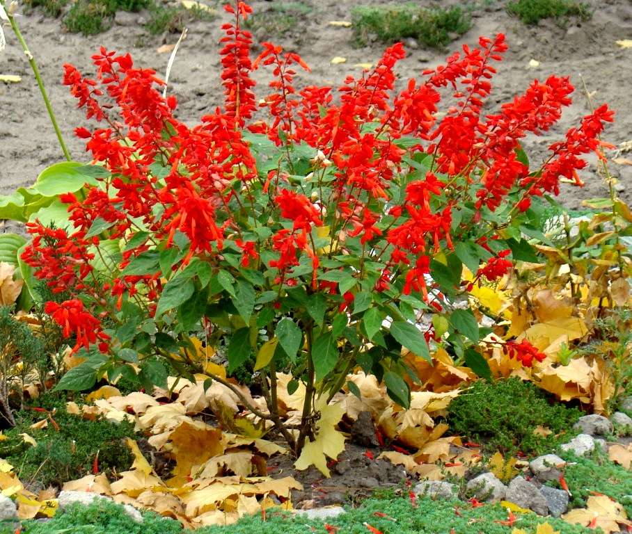 Квіти - Гільці