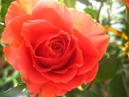 Квіти у дворах - Нижний Булатец