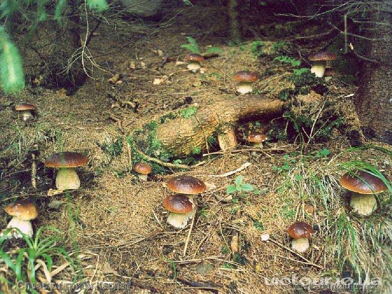 Гриби - Опака