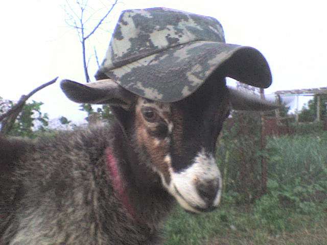 Тварини - Кучерське