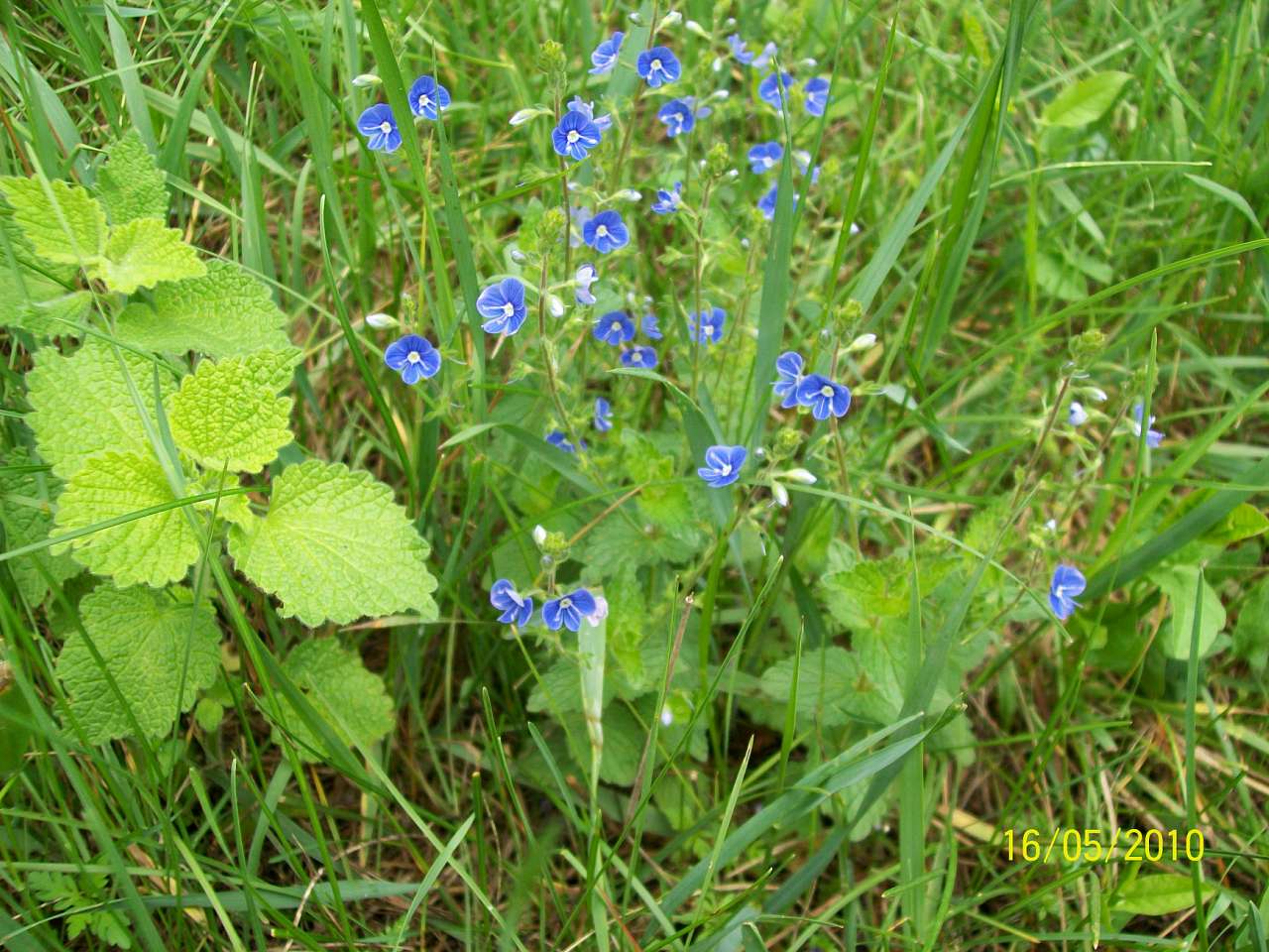 заповідник - Ковбащина