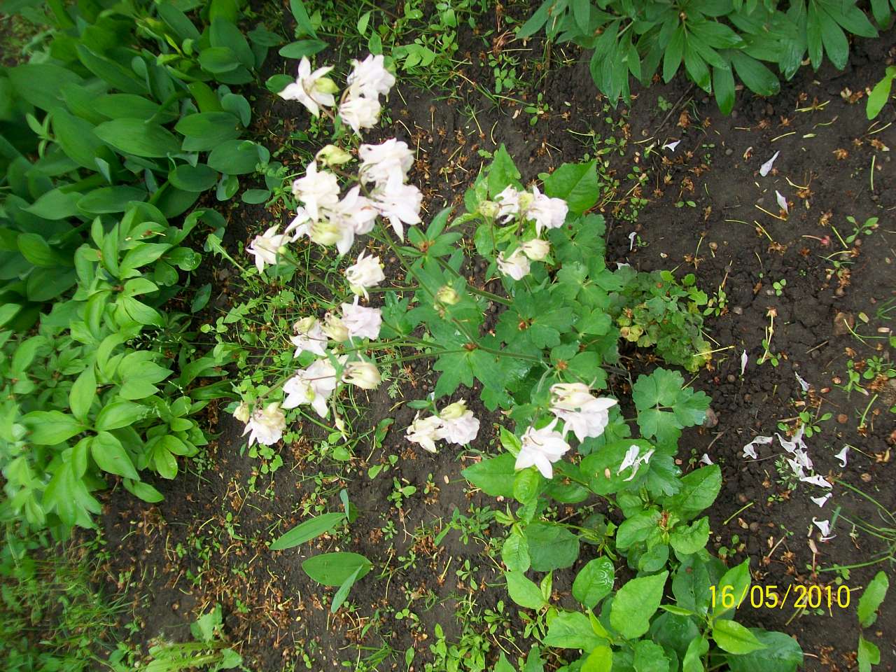 заповідник - Колбащина