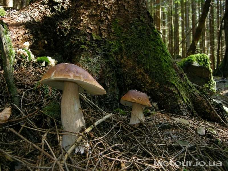 Гриби - Опака