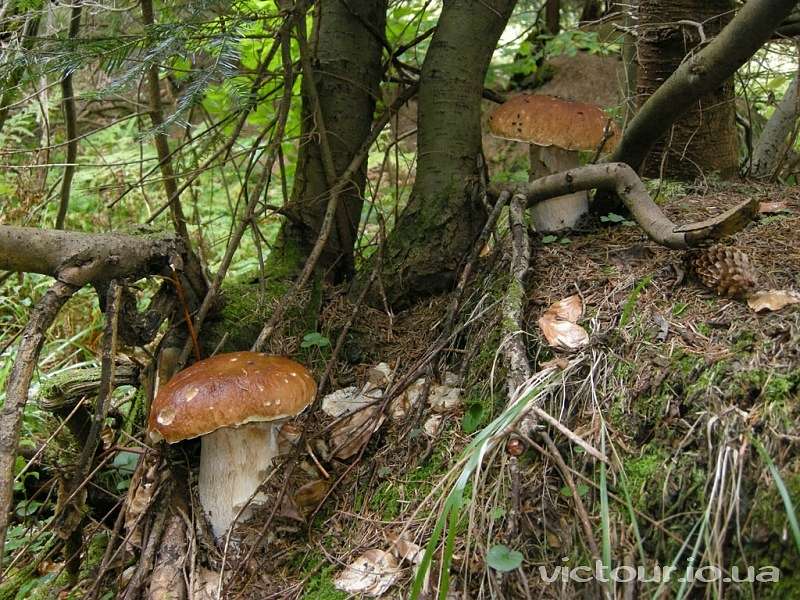 Гриби - Opaka