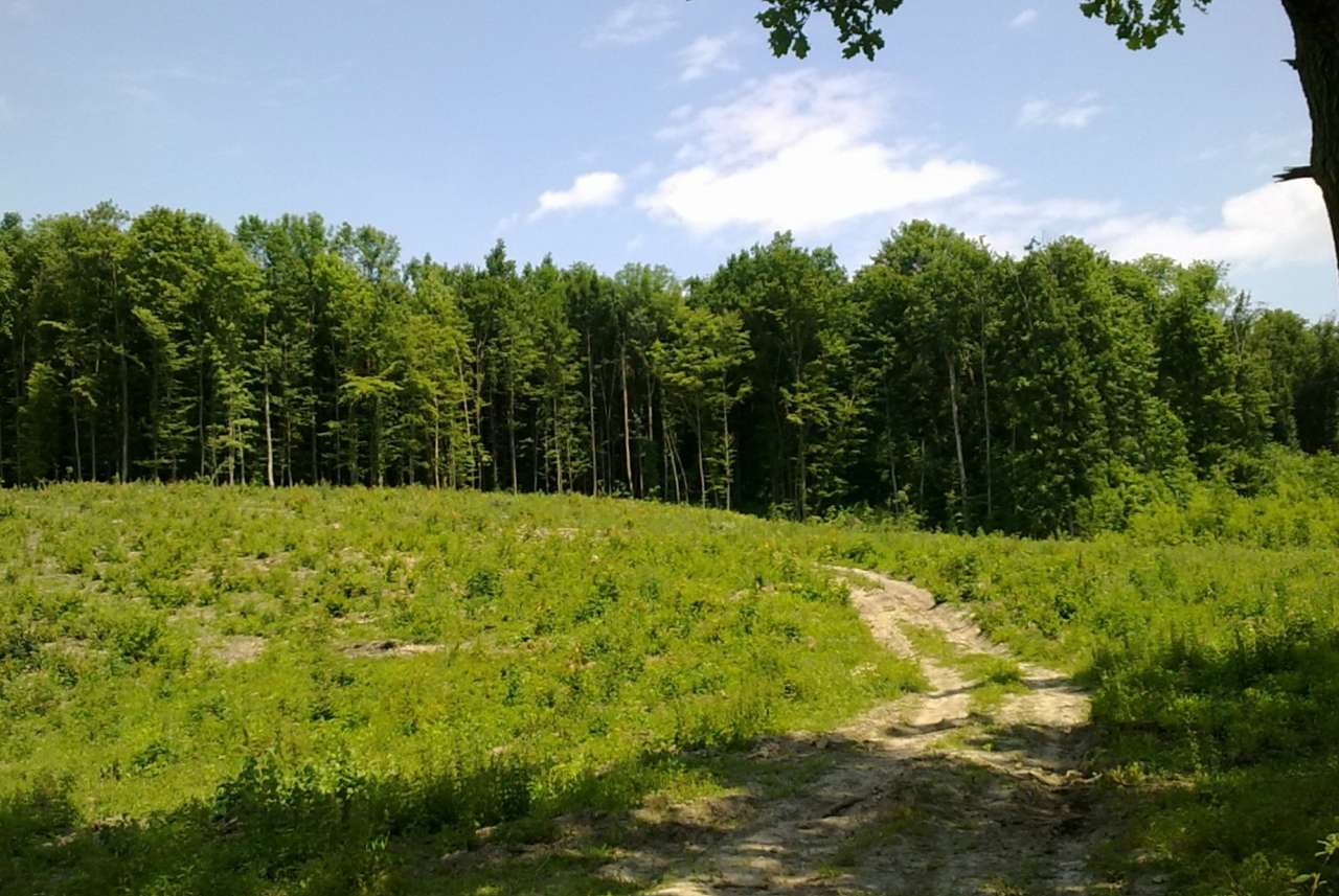 Рідні місця - Левківці