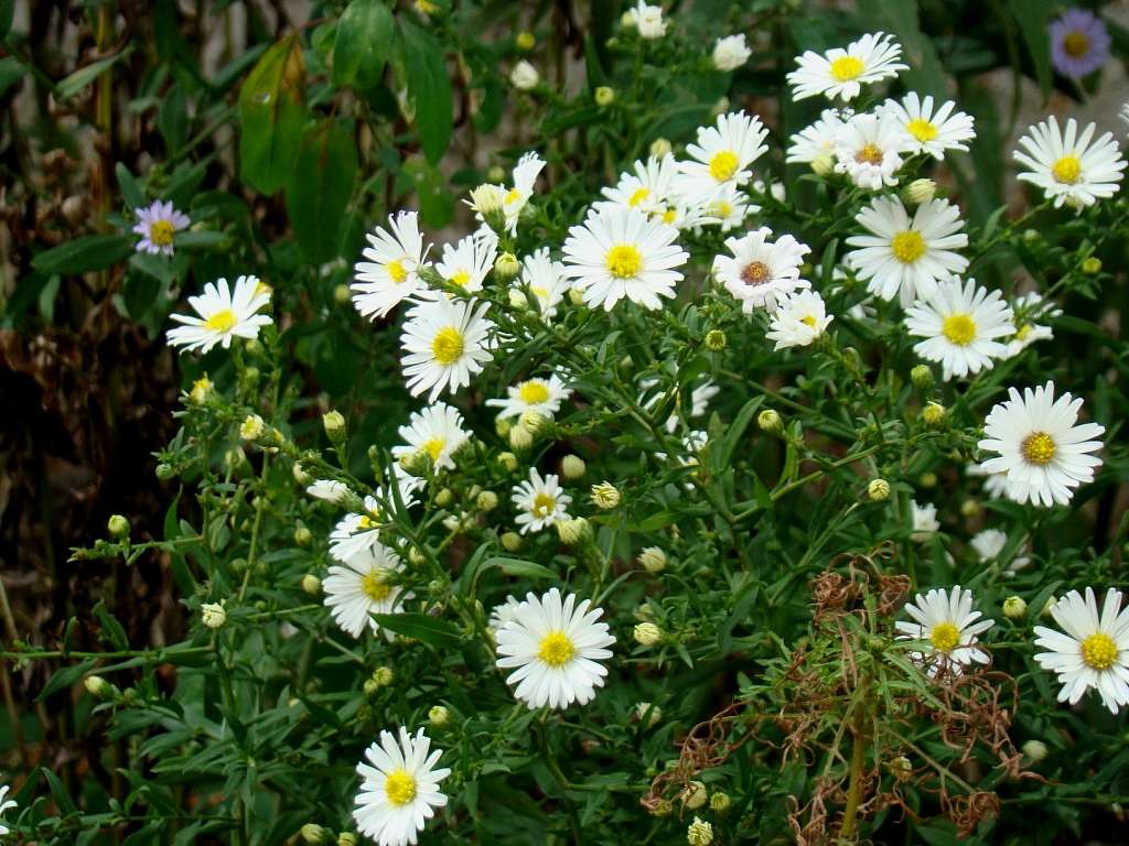 Квіти - Гільці