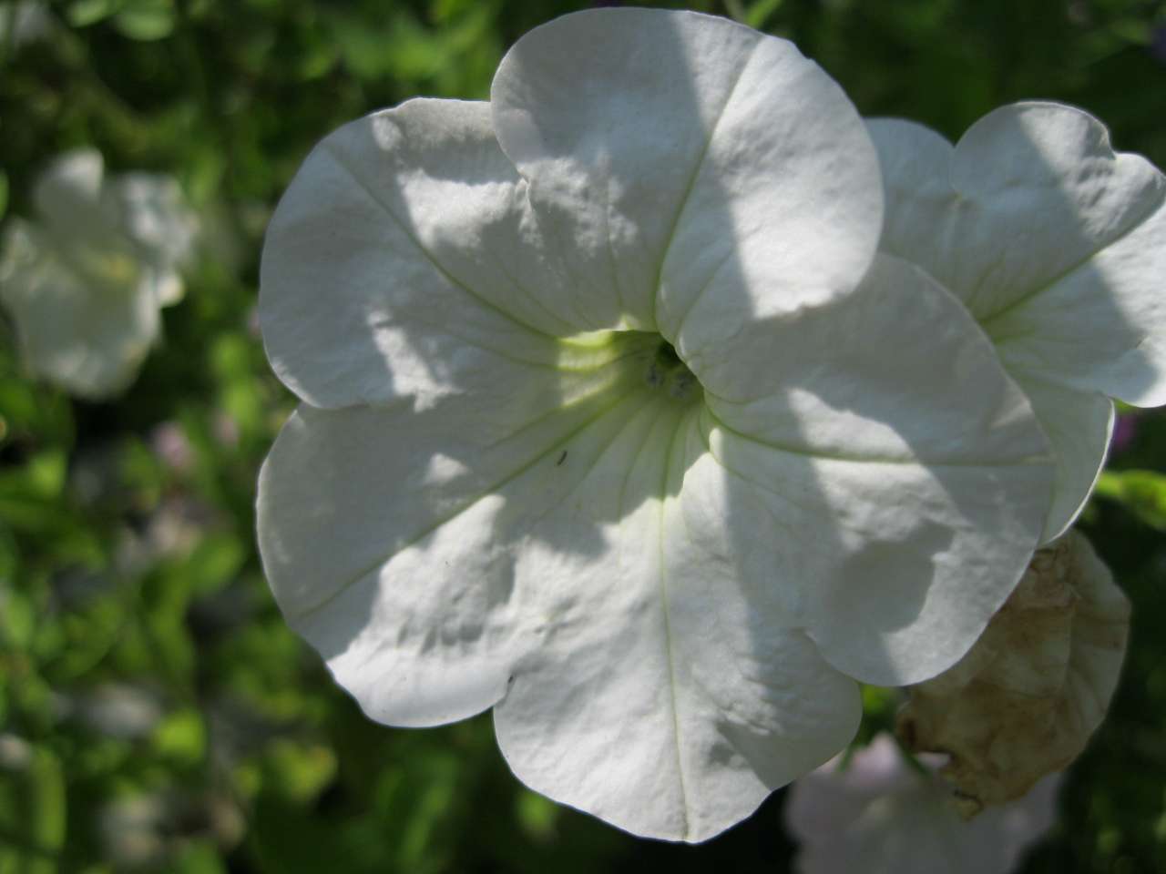 Село Ліски. - Ліски