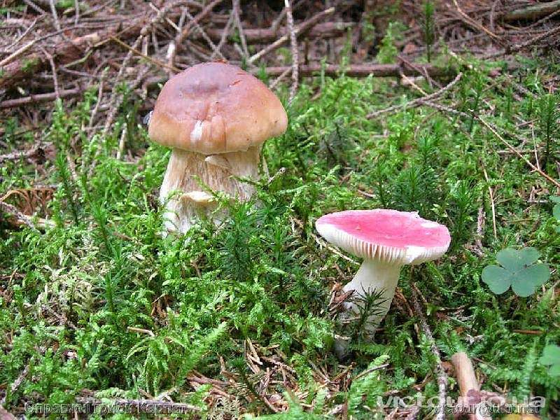 Гриби - Опака