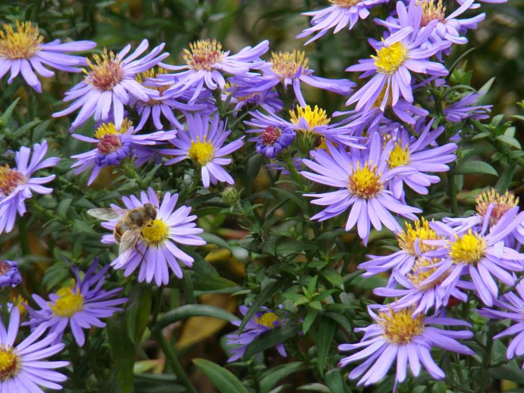 Квіти - Гільці