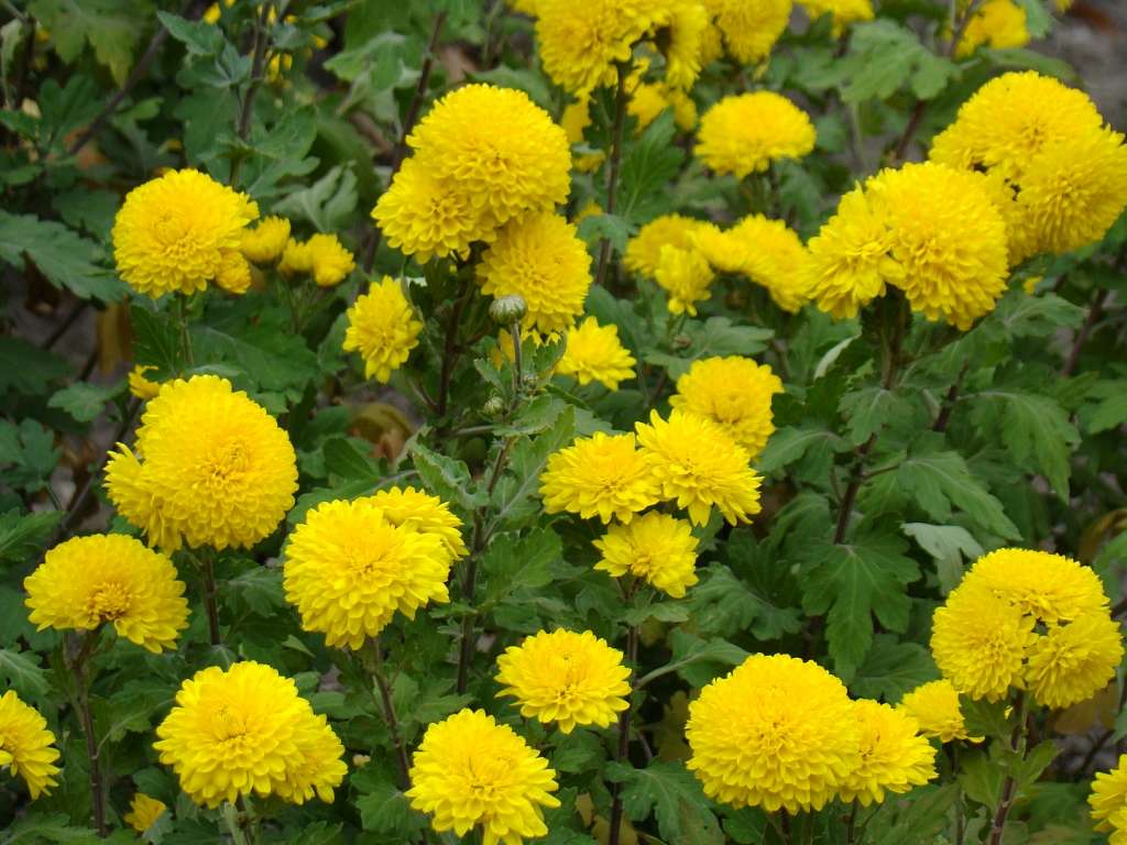 Квіти - Гільці