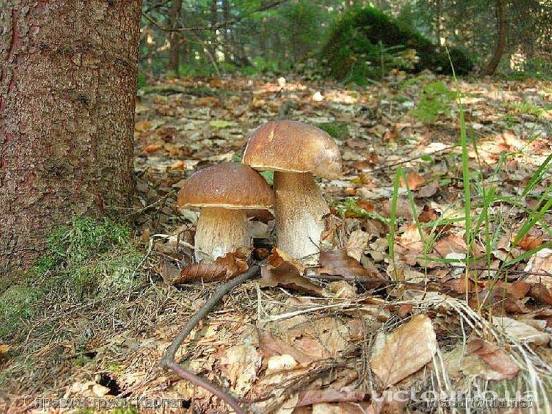 Гриби - Opaka