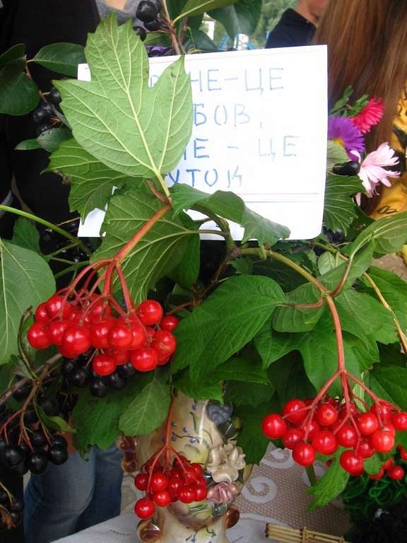 Будні  і свята Селятинської ЗОШ-інтернат - Селятин