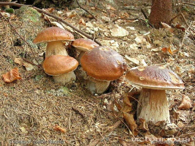 Гриби - Опака