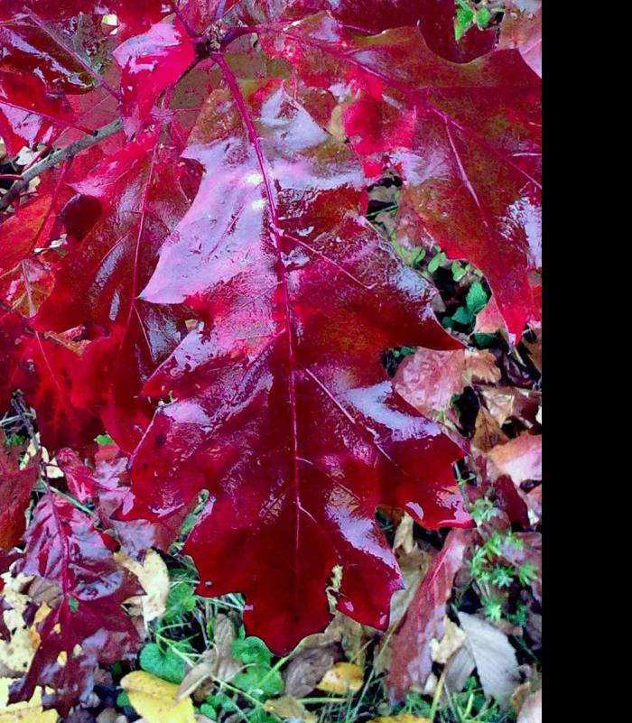 Барви осені - Иваница