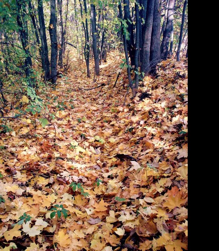 Барви осені - Иваница