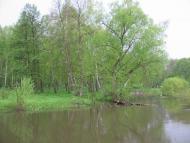 Великі Деревичі