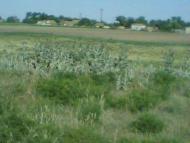 Мое родное село....