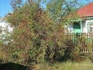 Лебедин - Обрані фото