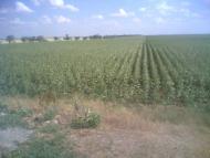 Мое родное село....