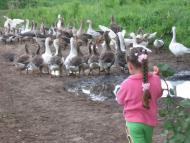 Великі Деревичі