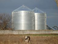 Березкиленд