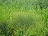 с інгуло камянка