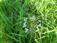 с інгуло камянка