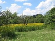 Великі Деревичі