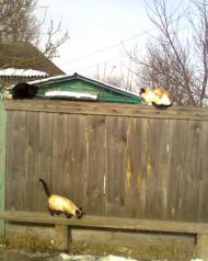 це все Лутава