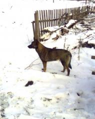 Малий Стидин - Останні фото