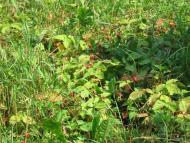 Великі Деревичі