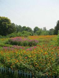 Село Андрієвичі