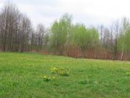 Великі Деревичі