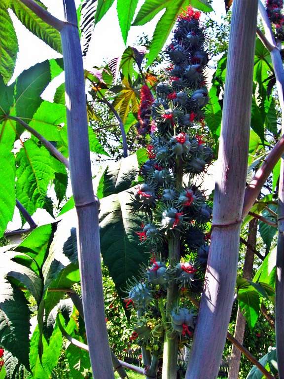 Літо-осінь - Владична