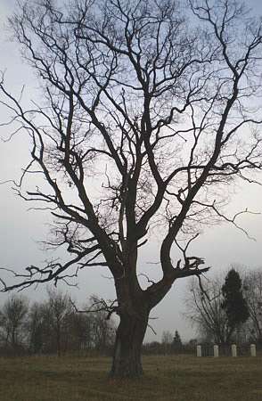 Стремінь - Стремінь