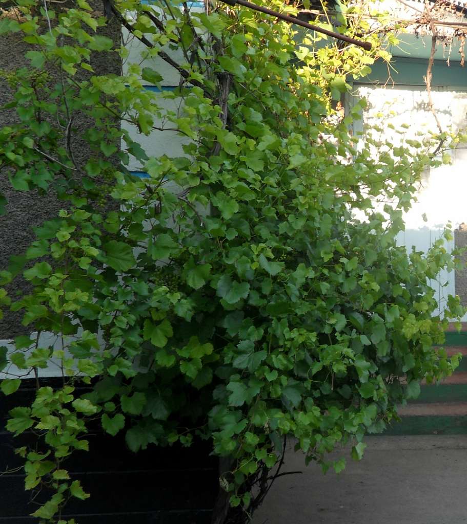 ***Природа*** - Бабчинці