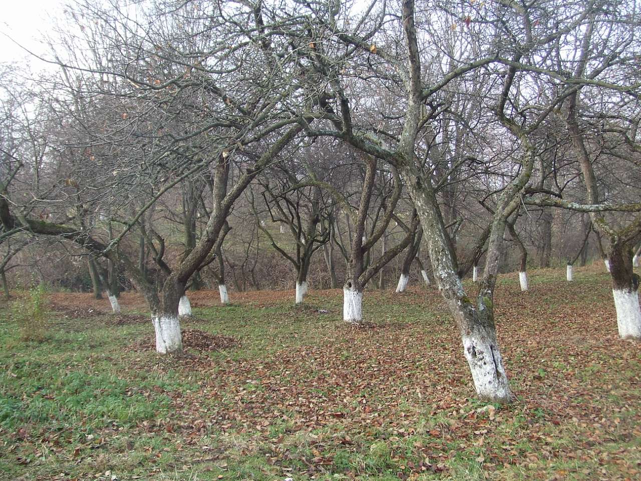 краєвид - Stankiv