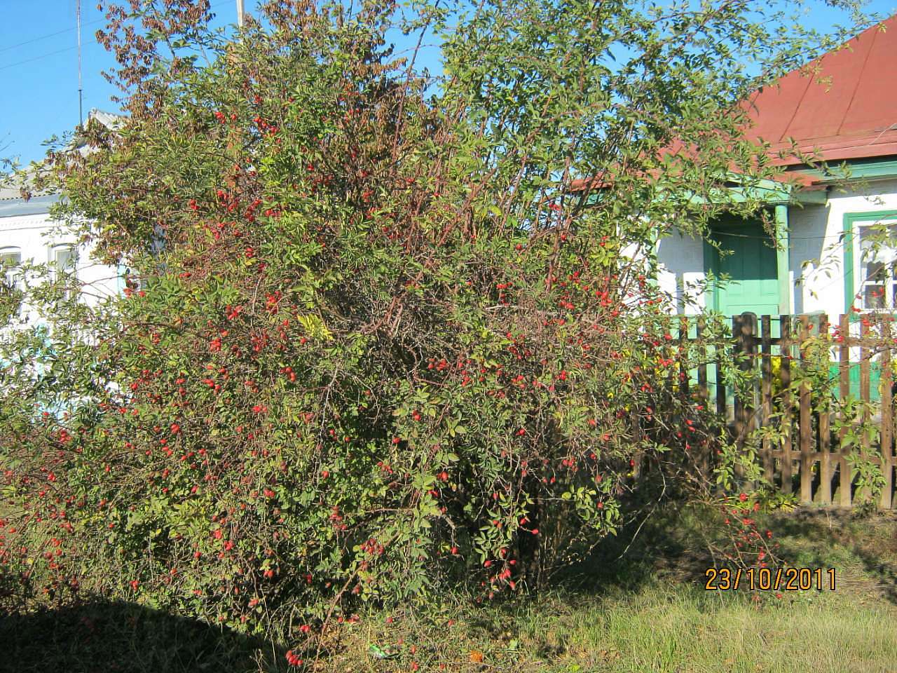 ЛЕБЕДИН - Лебедин