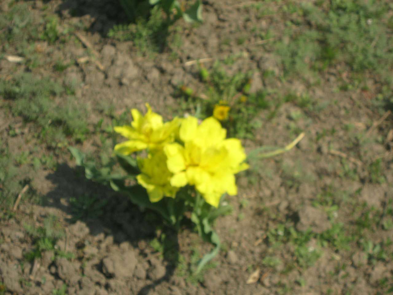 с інгуло камянка - Ingulo-Kamyanka