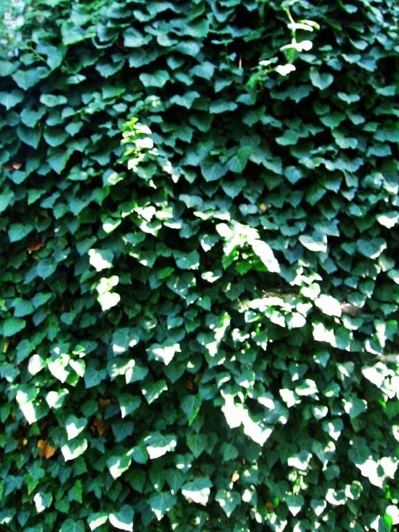 Літо-осінь - Владична