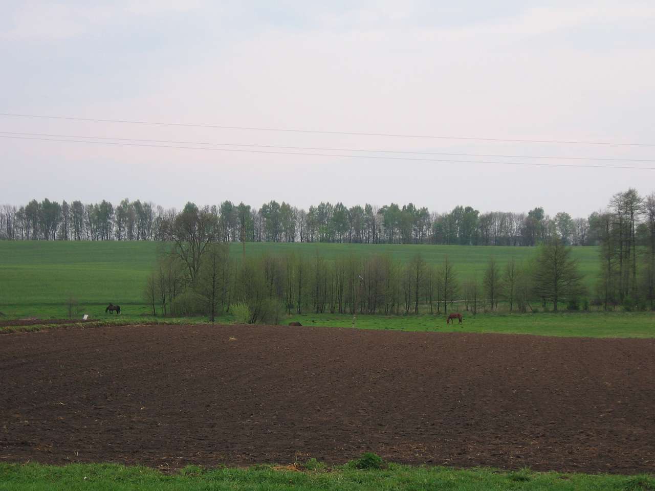 Великі Деревичі - Великі Деревичі